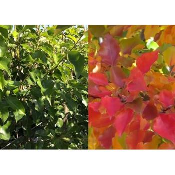 Pear Perfection Chanticleer – 5‑6 ft Tree, 7.5 L Pot
