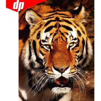 Rotonda Tigre Diamante 20x30