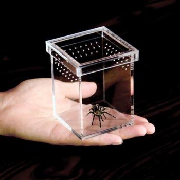 Scorpion and Spider Habitat Box