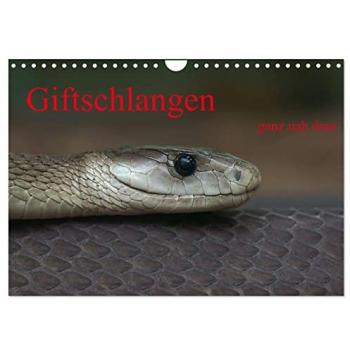 Giftschlangen ganz nah dran (Wandkalender 2025 DIN A4 quer) CALVENDO Monatskalender