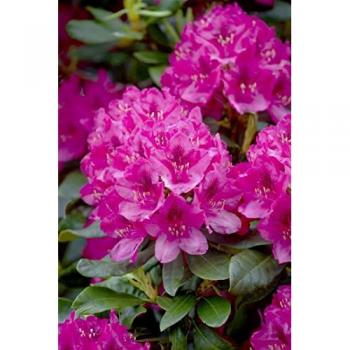 Rhododendron 'Nova Zembla' Rote Schönheit 60-70 cm
