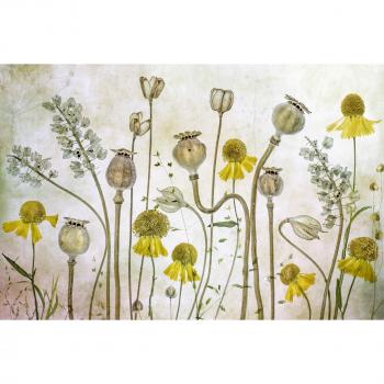 Papermoon Premium‑Kunstfotos: Mandy Disher, Mohrblumen + Helium