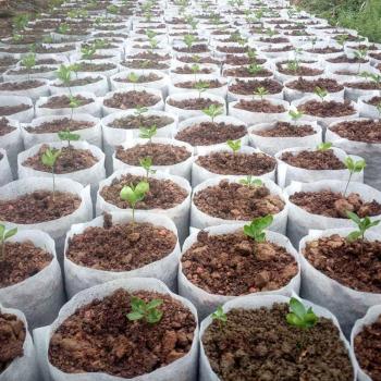 Plantador EcoPlántula