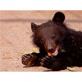 CALVENDO Puzzle Kragenbär Baby 1000 Teile Lege-Größe 64 x 48 cm Foto-Puzzle von Martina Berg