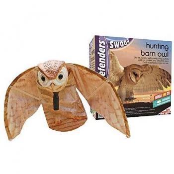 Defenders Hunting Barn Owl