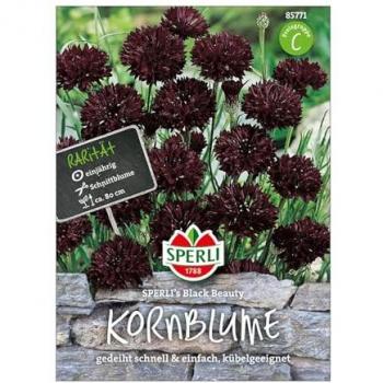 Sperli's Kornblume 'Schwarze Schönheit'