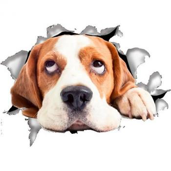Bathroom Pet Wall Decal