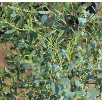 DirectPlants 6‑Foot French Blue Eucalyptus in 12 L Green Container
