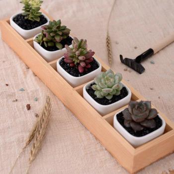 Maceta decorativa de cerámica y hierro para bonsáis