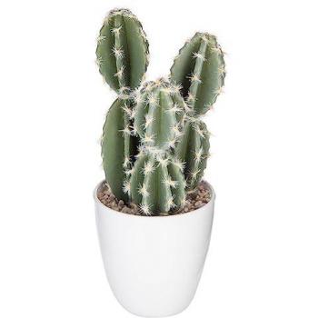 Succulenta Atmosphera 18 cm Creazione Verde