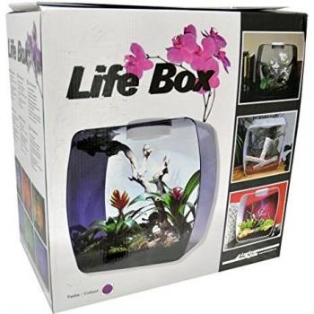 Lucky Reptile Life Box Terrarium for Viole