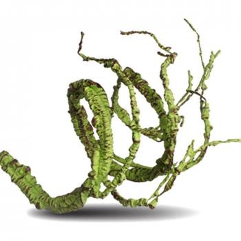 Decoración Natural Vid‑Selva