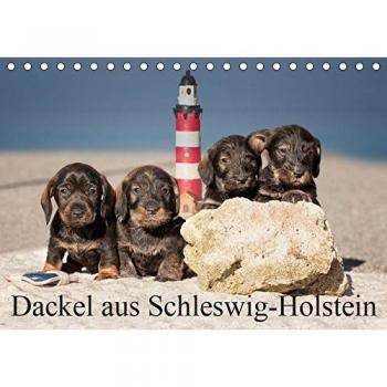 Dackel aus Schleswig-Holstein