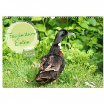 Faszination Enten 2024