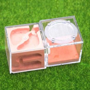 Three-Dimensional Ant Habitat