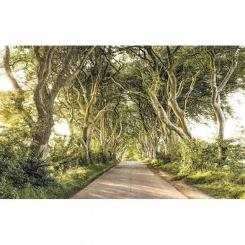 Komar Vliestapete Golden Hedges, 400x250 cm, Vliestapete, 100 cm Bahnbreite