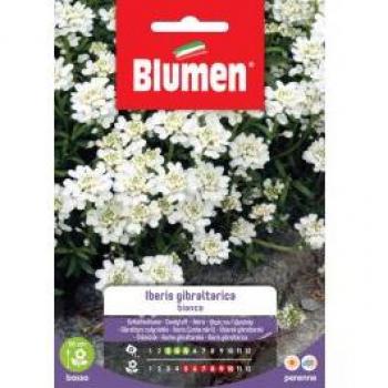 Iberis Gibraltarica Bianco Semi di Fiori Blumen