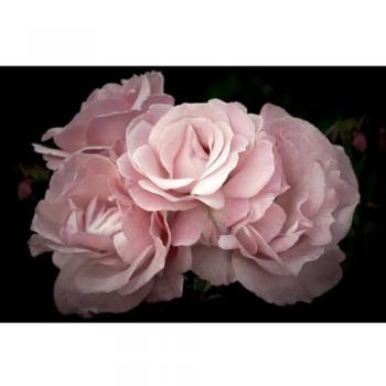 Décoration Murale Fleurs Roses 45x65