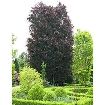 Fagus 'Purpurea', purpurrote Rotbuche, 20–30 cm