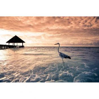 Papermoon Fototapete „Tropical Flamingo Beach“