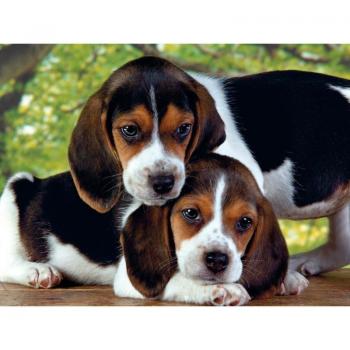 Kit de Mosaïque Chien 5D à Personnaliser