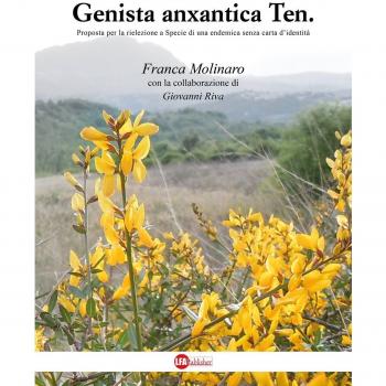 Genista anxantica Ten. Proposta per la rielezione a specie di una endemica senza carta d'identità