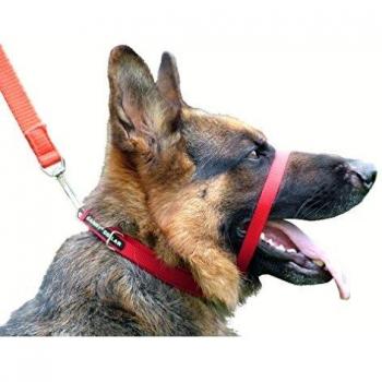 Collar de Entrenamiento Antitirones