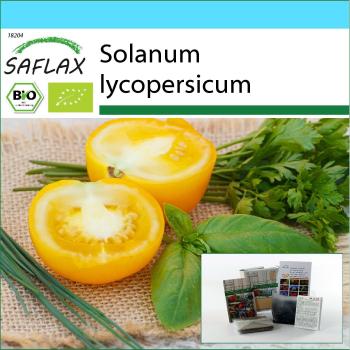 Coffret Plantes Gourmet Solanum lycopersicum