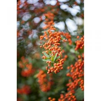 Feuerdorn 'Saphyr Orange'