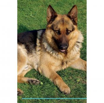 German Shepherd Dog Affirmations Workbook German Shepherd Dog Presents: Positive and Loving Affirmations Workbook. Includes: Mentoring Questions, Guidance, Supporting You.