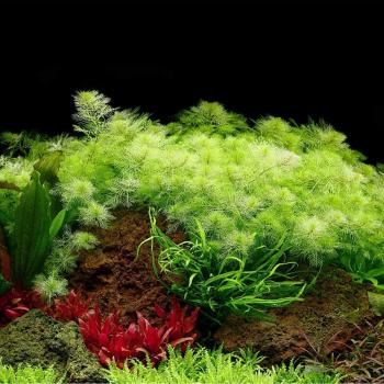 Tropica Myriophyllum mattogrossense