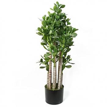 Premium Green Jade 75 cm Indoor Plant