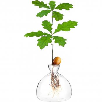 Kit de Croissance d’Acorns en Verre