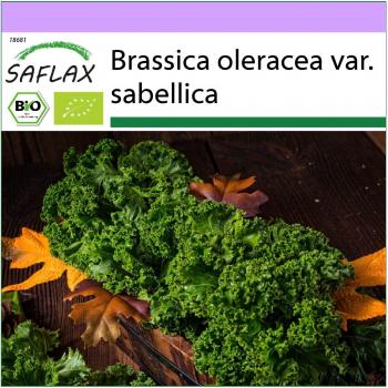 SAFLAX