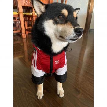 Veste pour petits chiens