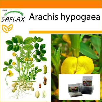 SAFLAX