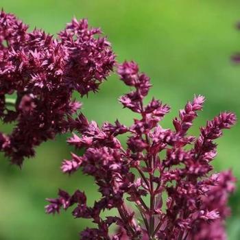 Clary Balkan Sage – 2 L Green Plant Pot