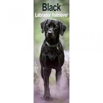 Black Labrador Retriever