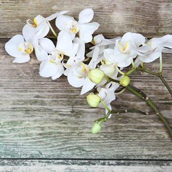 Art mural en verre Orchidée 30x30 cm