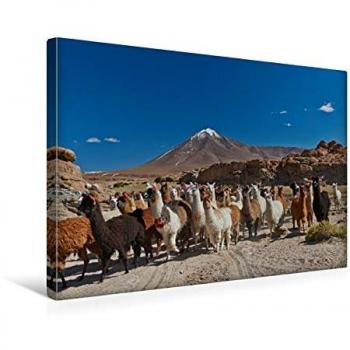 Calvendo Premium Textil-Leinwand Lamas in den Anden, 45 x 30 cm, quer formatiert