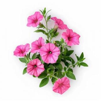500 Semillas de Petunia Rosa