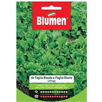 Blumen Lattuga Bionda Riccia