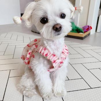 Lovely Peach Puppy Outfit