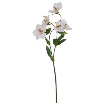 The Natural Garden Collection: Pale Apricot Hellebore (One Size)