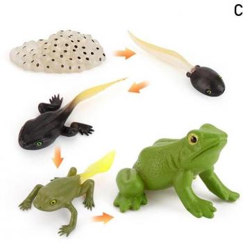 Mini Life Cycle Simulation Set: Frog, Chicken, Turtle, Ant for Kids