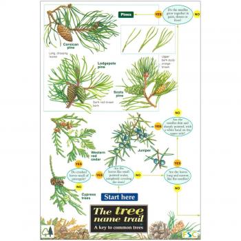 Tree Name Trail