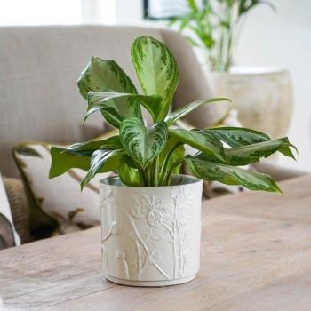 Kew Stoneware Meadow Ivory Plant Pot 18cm