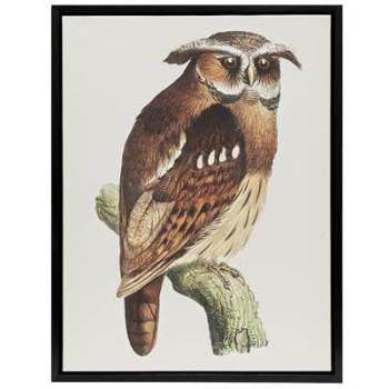 Van Hoytema Eagle & Owl Framed Canvas