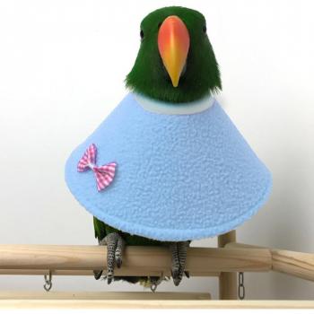 Decorative Bird Collar