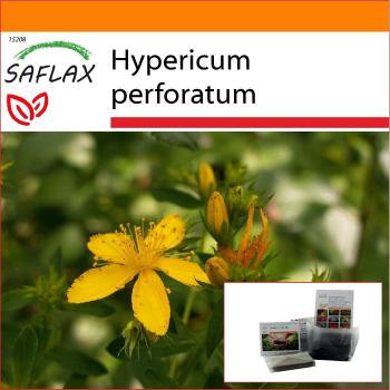 SAFLAX St. Sunătoare 300 semi – Hypericum perforatum con substrato confezionato